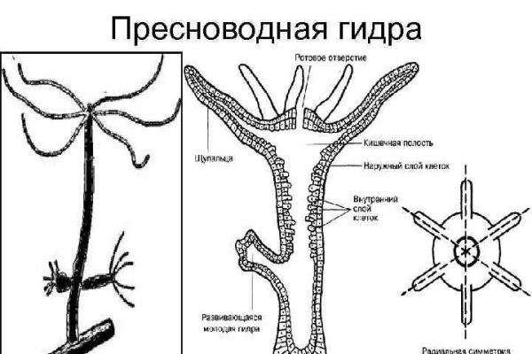 Как зайти на кракен с телефона